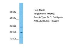 TMEM97 Antibody, Novus Biologicals 100 &mu;L; Unconjugated:Antibodies,
